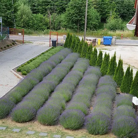 Levendula * Bükkszentkereszt